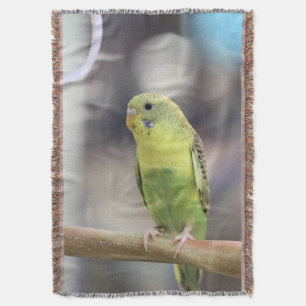 Kiwi Burbell Decke