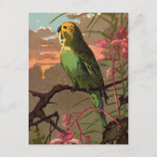 Kiwi, das Parakeet Postkarte