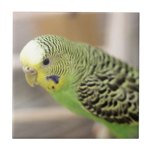 Kiwi Fliese (Vorderseite)