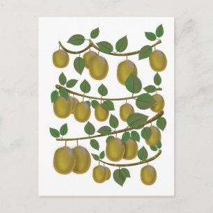 Kiwi-Frucht Postkarte