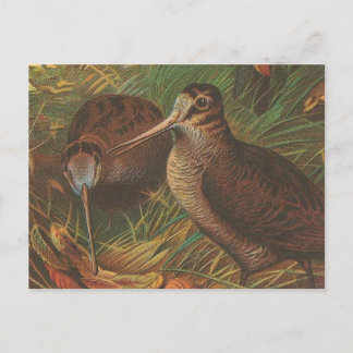 Kiwi Postkarte