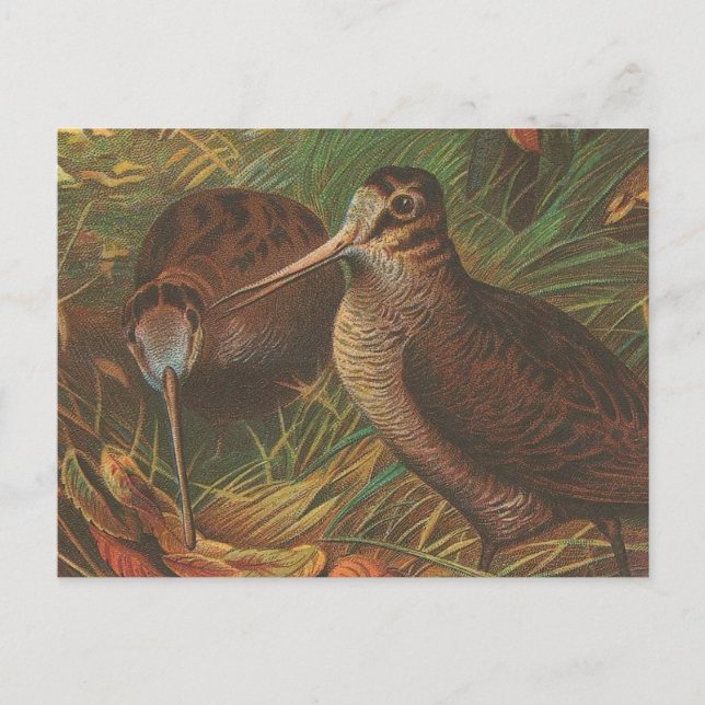 Kiwi Postkarte (Vorderseite)