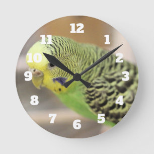 Kiwi Runde Wanduhr