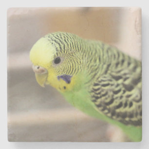 Kiwi Steinuntersetzer