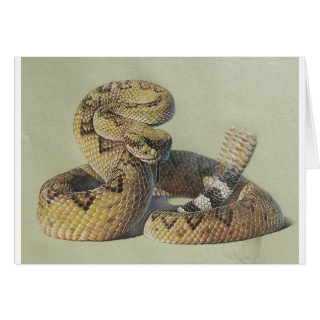 Klapperschlange (Vorderseite (Horizontal))