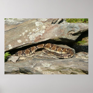 Klapperschlange im Shenandoah National Park Poster