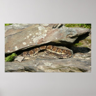 Klapperschlange im Shenandoah National Park Poster