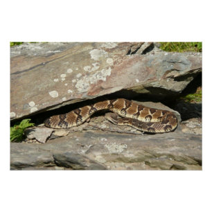 Klapperschlange im Shenandoah National Park Poster