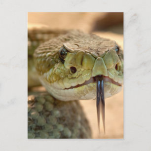 Klapperschlange Nahaufnahme Foto Postkarte