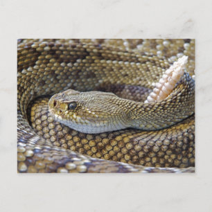 Klapperschlangenfoto Postkarte