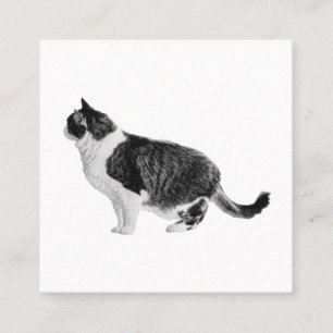 Klare Katze, stabiles Bild Quadratische Visitenkarte
