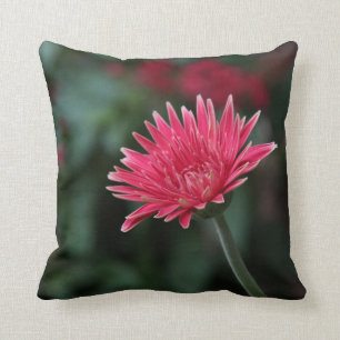 Klares rosa Gerbera-Gänseblümchen auf grünem Kissen
