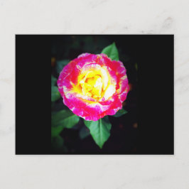 Klassische dynamische Rose Postkarte