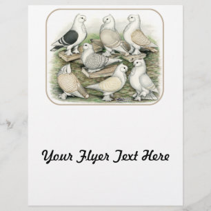 Klassische Frill-Tauben Satinettes Flyer