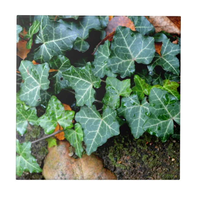 Klassische grüne Ivy und Felsstein Fliese (Vorderseite)