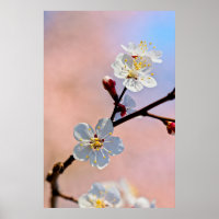 Klassische japanische Apricot-Blume