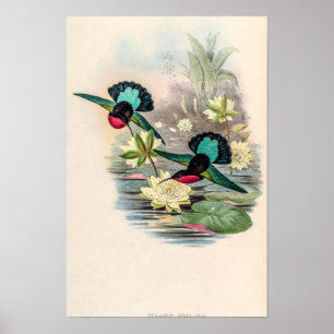 Klassische Kolibris von John Gould Poster