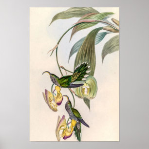 Klassische Kolibris von John Gould Poster
