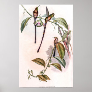 Klassische Kolibris von John Gould Poster