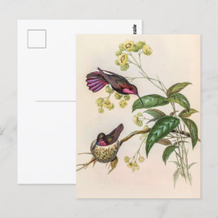 Klassische Kolibris von John Gould Postkarte