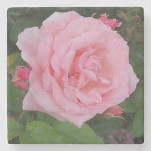Klassische rosa Rose Steinuntersetzer