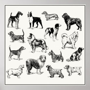 Klassische Viktorianische Hunde-Lover-Rassen Poster