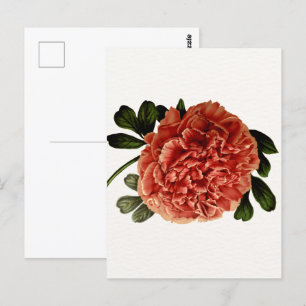 Klassische Vintage-Blütenblüte Postkarte