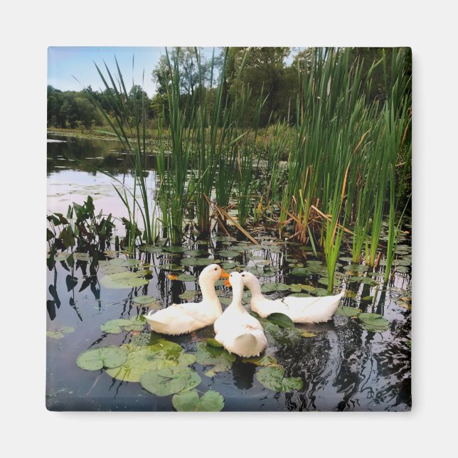 Klassische weiße Enten am schönen See Magnet (Vorne)