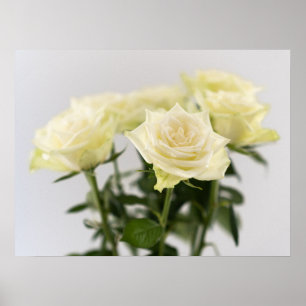 Klassische weiße Rosen Nahaufnahme Botanische Foto Poster