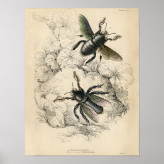 Klassische zoologische Ätzung - Bienen Poster