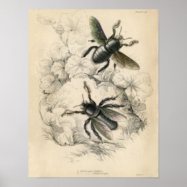 Klassische zoologische Ätzung - Bienen Poster (Vorne)