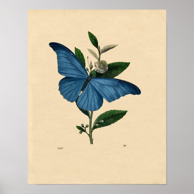 Klassische zoologische Ätzung - Blauer Schmetterli Poster (Vorne)