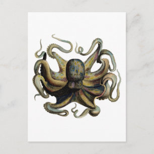 Klassische Zoologische Ätzung - Grumpiger Oktopus Postkarte