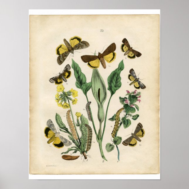 Klassische zoologische Ätzung - Motten Poster (Vorne)