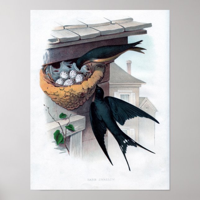 Klassische Zoologische Ätzung - Schlucken im Stall Poster (Vorne)