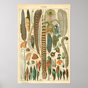 Klassische Zoologische Ätzung - Vögel & Plumage Poster