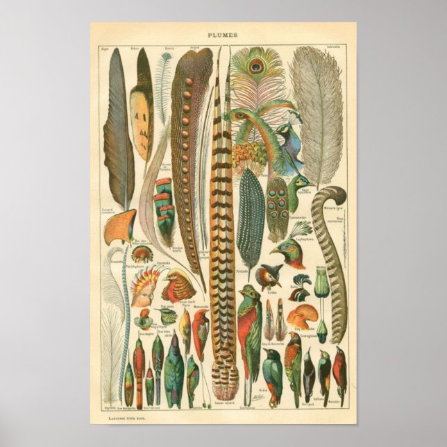 Klassische Zoologische Ätzung - Vögel & Plumage Poster (Vorne)