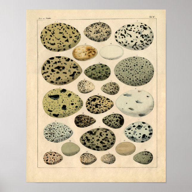Klassische zoologische Ätzung - Vogeleier Poster (Vorne)