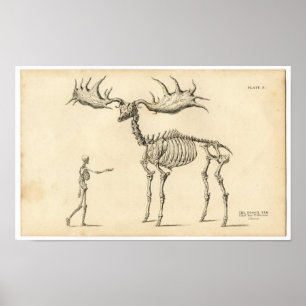 Klassische zoologische Radierung - alte Elche u. Poster