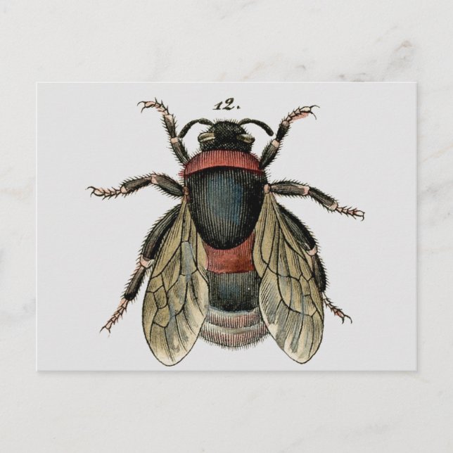 Klassische zoologische Radierung einer Postkarte (Vorderseite)