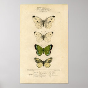 Klassische zoologische Radierung - Schmetterlinge Poster