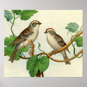 Klassische zoologische Radierung - Spatzen Poster