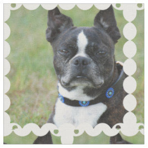 Klassischer Hund Bostons Terrier Stoff
