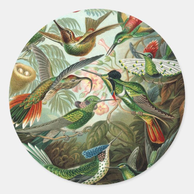 Klassisches Gemälde von Kolibri Runder Aufkleber (Vorderseite)