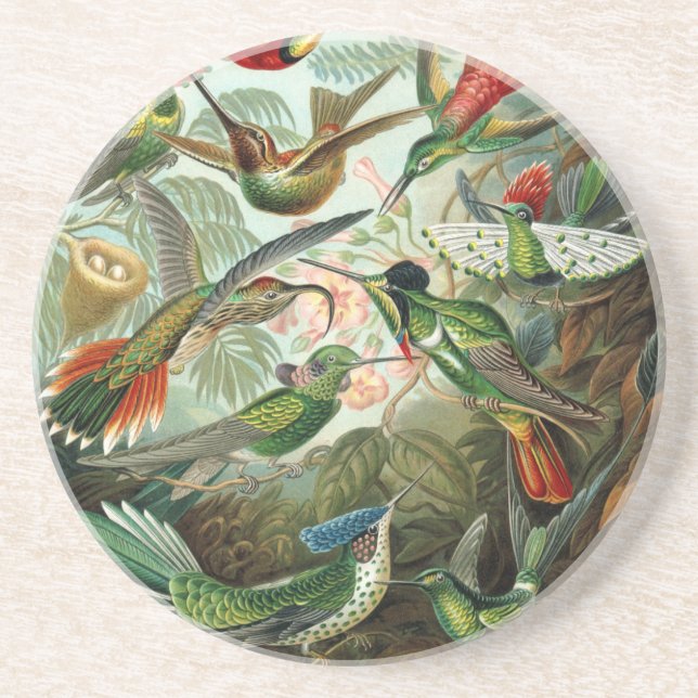 Klassisches Gemälde von Kolibri Sandstein Untersetzer (Vorne)
