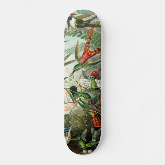 Klassisches Gemälde von Kolibri Skateboard (Vorderseite)