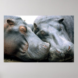 Klatschhippopotamus-Porträt Poster