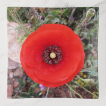 Klatschmohn