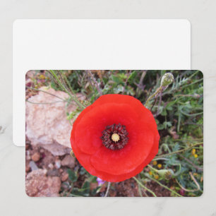 Klatschmohn Feiertagskarte