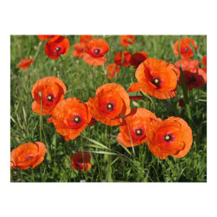 Klatschmohn Fotodruck